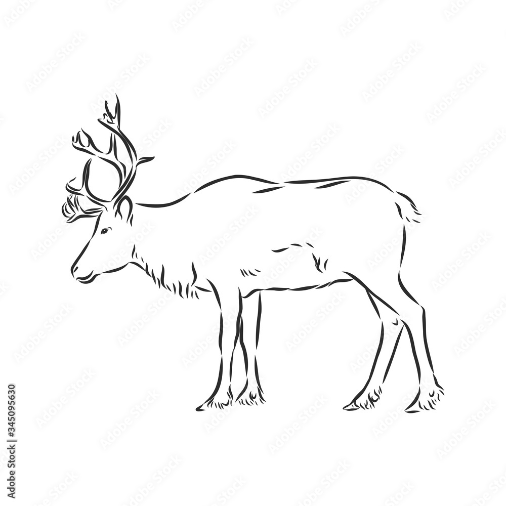 Fototapeta premium Polar deer. Vector hand drawn illustration with nordic animal isolated on white in sketch style. polar deer, vector sketch illustration