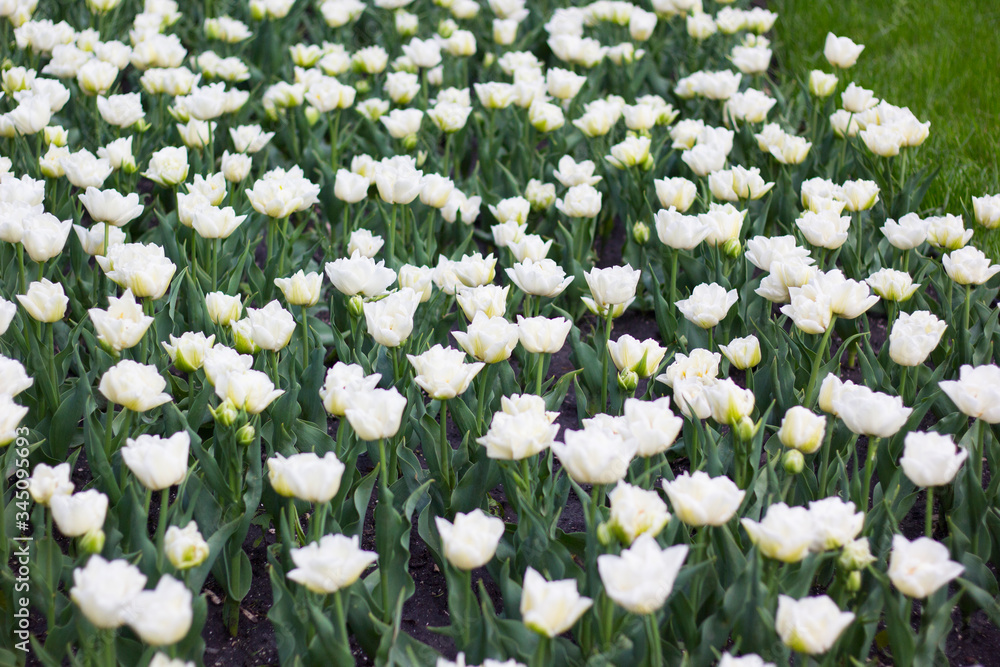 Beautiful white tulips in the flowerbed.