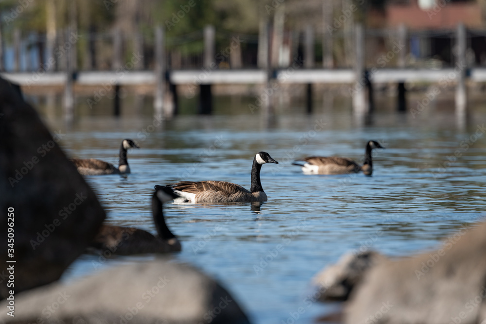 Fototapeta premium Canadian gooses in a morning lake swim, lake Tahoe, California, USA. 