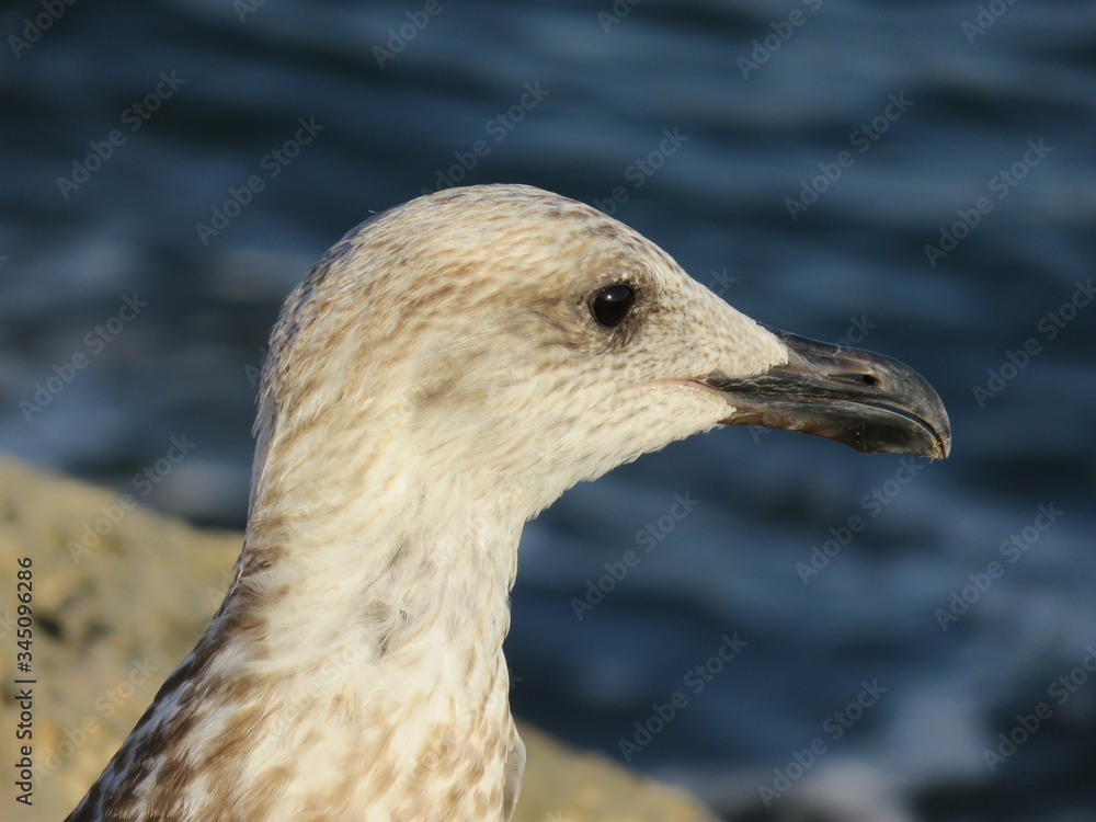 oiseau oiseau