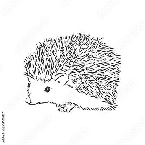 Hedgehog sketch drawing isolated on white background, hedgehog, vector sketch illustration