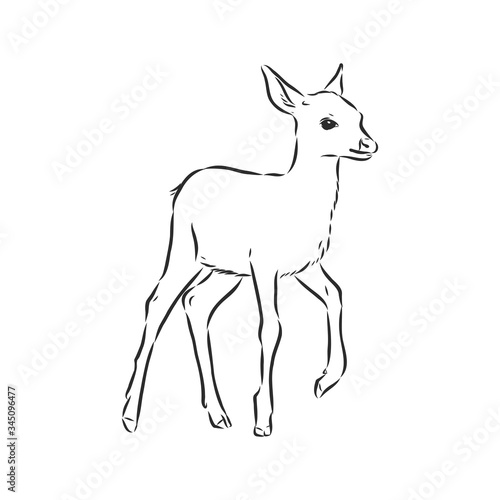 Young deer vector silhouette. fawn, vector sketch illustration
