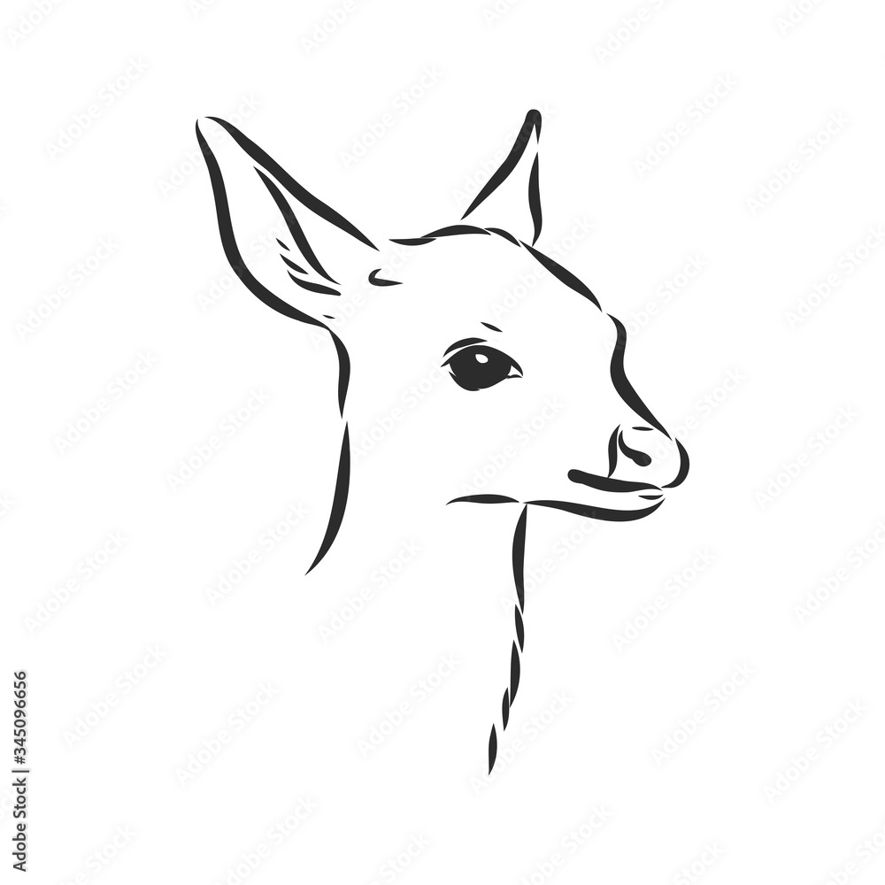 Fototapeta Young deer vector silhouette. fawn, vector sketch illustration
