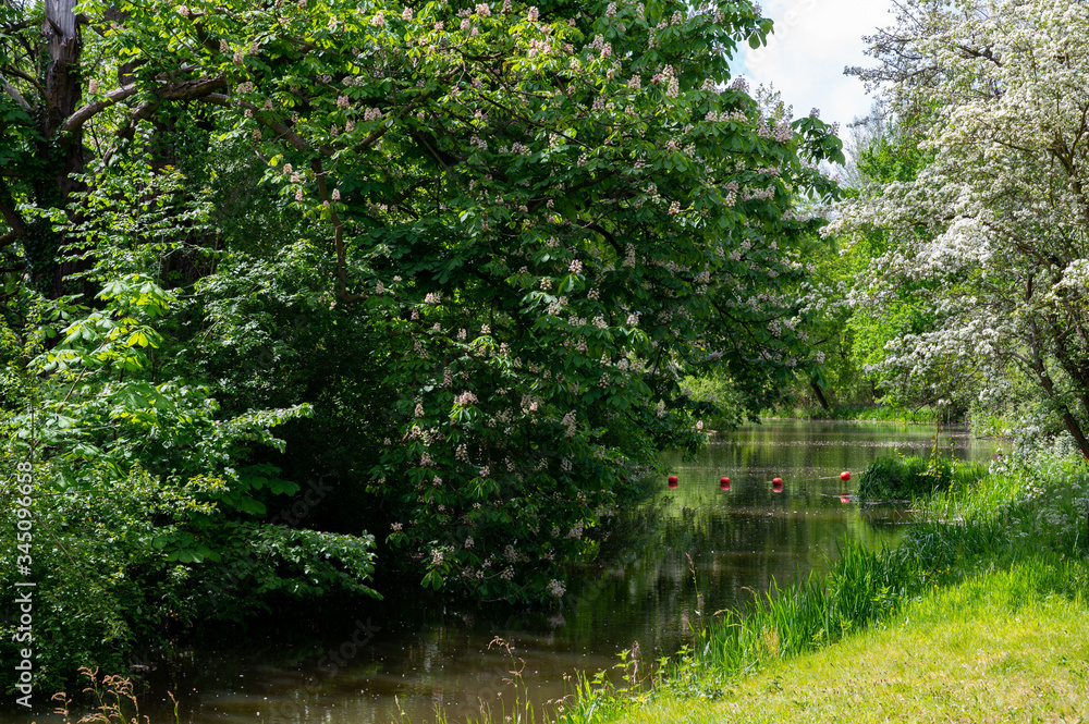 Obraz premium Green park with ponds and old water mill in central part of Eindhoven city, North Brabant, Netherlands in spring time.