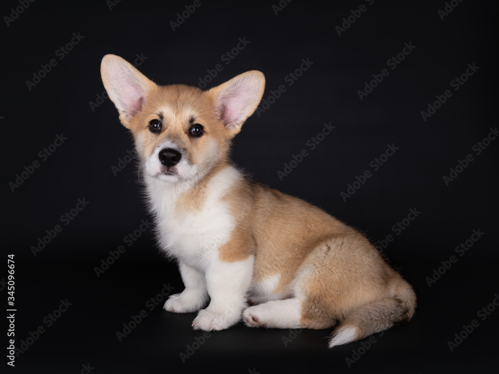 11 weeks old cute Welsh corgi Pembroke pup sitting, looking into the Camera on a black background 