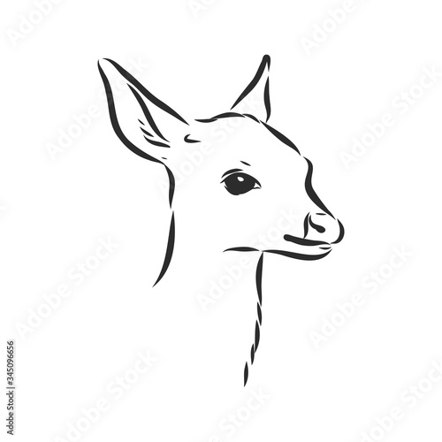 Young deer vector silhouette. fawn, vector sketch illustration © Elala 9161