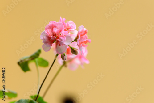 Geranium plant 