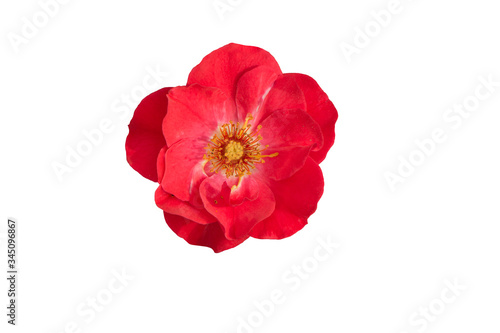 Red tea rose isolated on white background