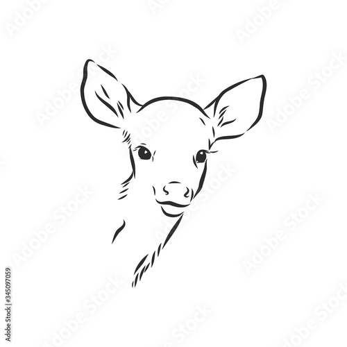 Young deer vector silhouette. fawn, vector sketch illustration