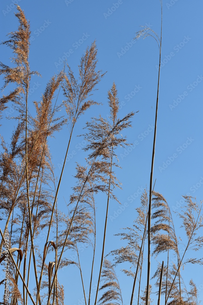 Obraz premium Pflanzen, See, Naturfotografie