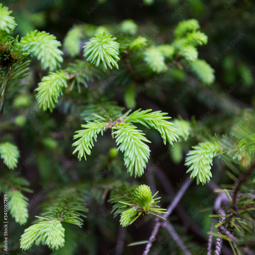 Pine tree with fresh new grown pine needles Pine tree with fresh new grown pine needles