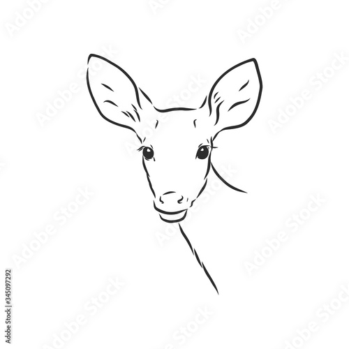 Young deer vector silhouette. fawn, vector sketch illustration