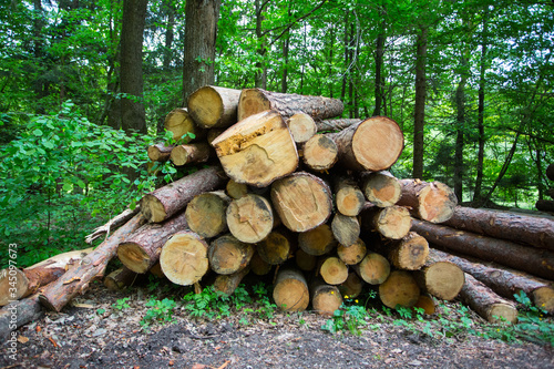 Fresh cut pine trees in the forest  waiting to be sold