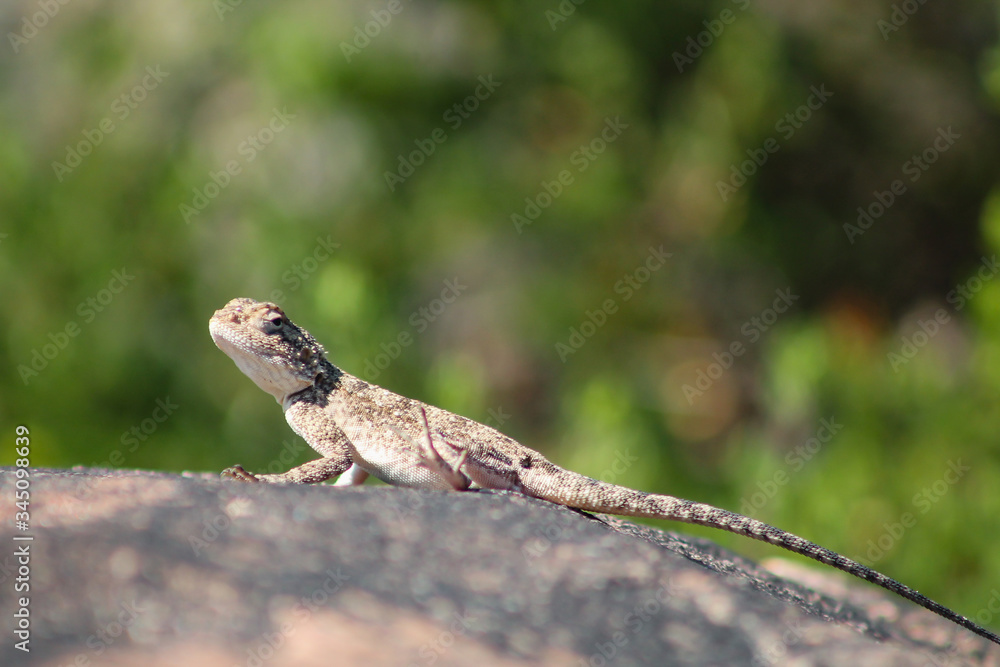 Southern rock agama sitting on a rock Southern rock agama sitting on a rock