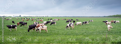 Fotografia, Obraz large amount of spotted cows in spring meadow near city of utrecht under cloudy