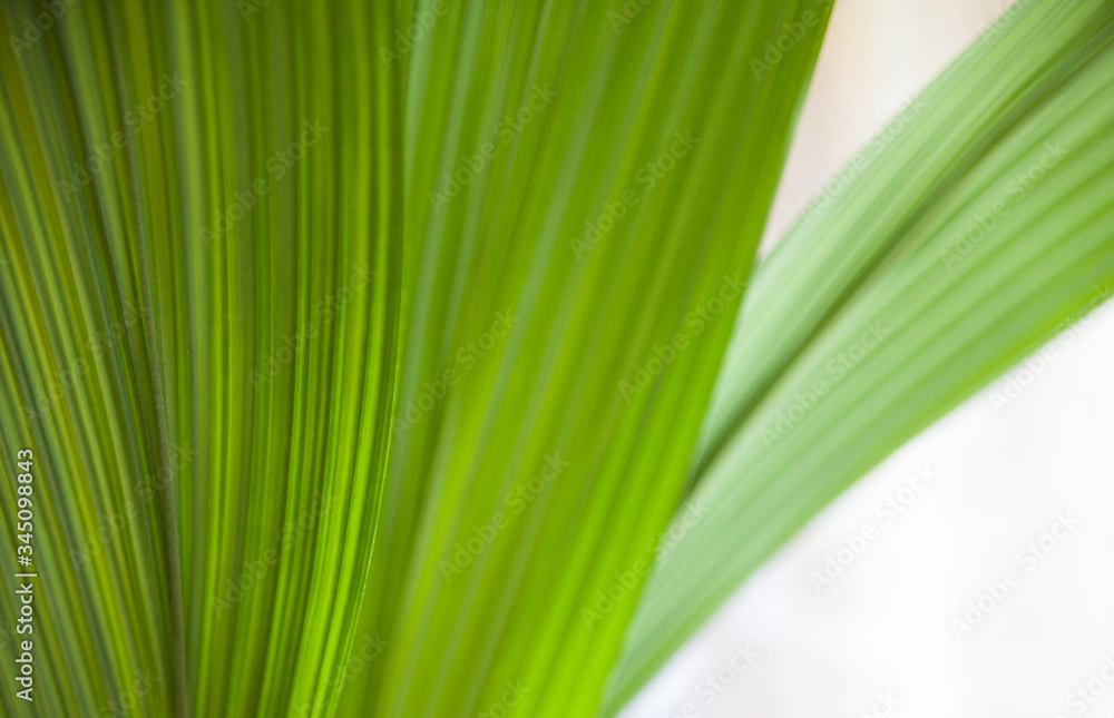Green leaf. Close-up Green leaf. Close-up