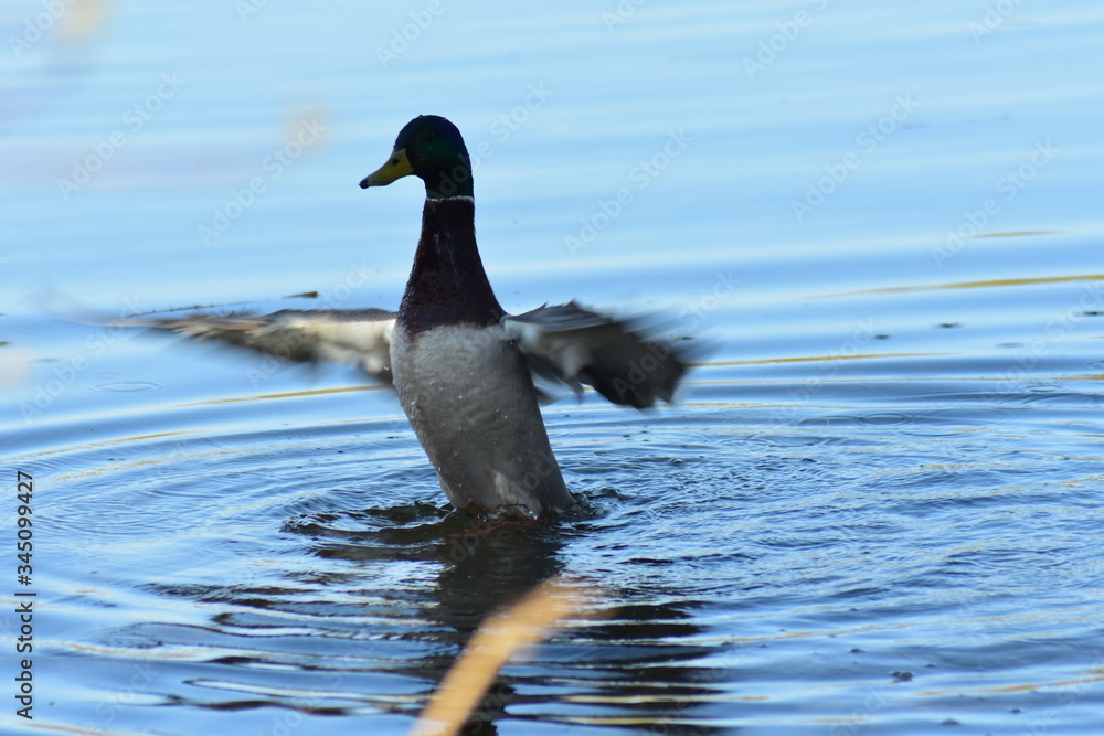 Fototapeta premium Ente
