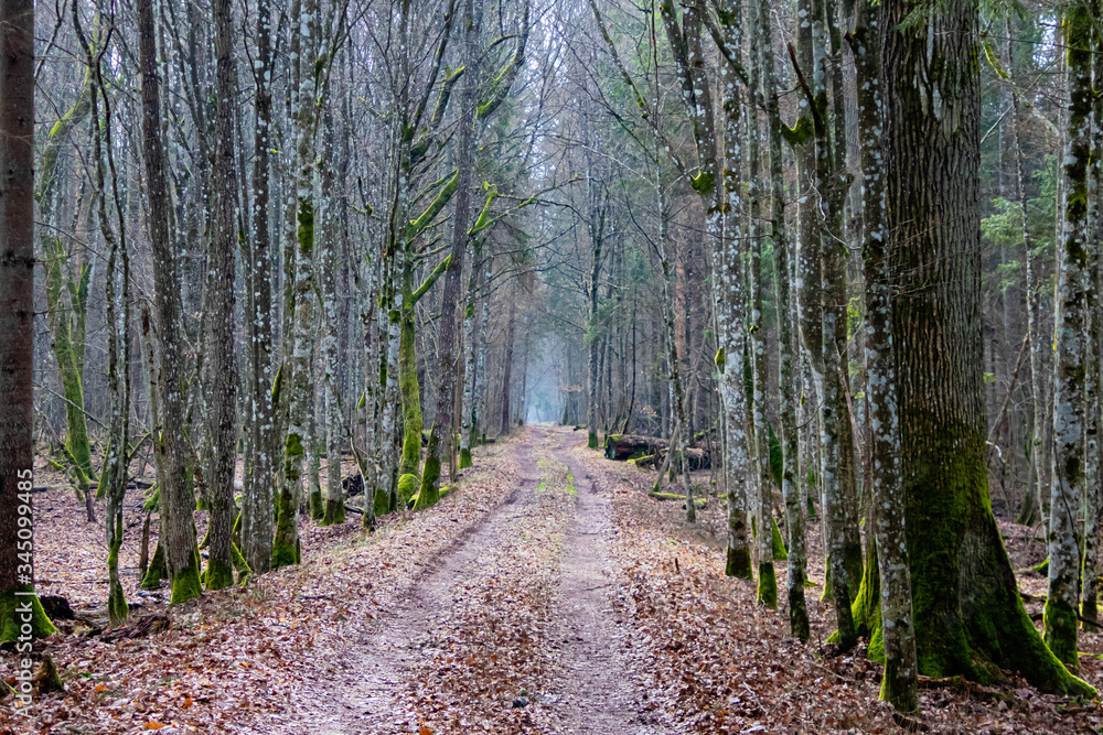 forest path to vanishing point and light at the end forest path to vanishing point and light at the end