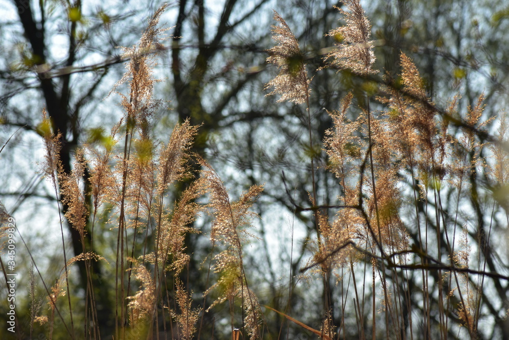 Fototapeta premium Park, Wald, Bäume, Blumen, See, Frühling