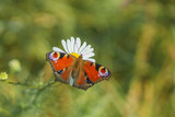 A peacock-eye butterfly sitting on a flower. Blurred background