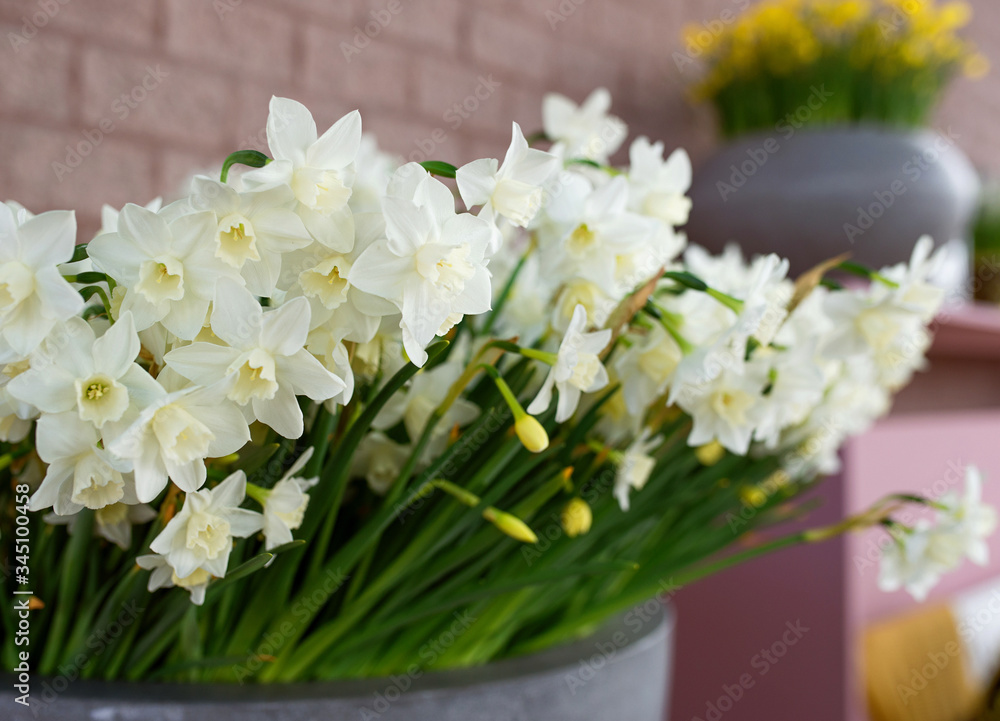 Amazing bouquet of white daffodils in the vase indoor.