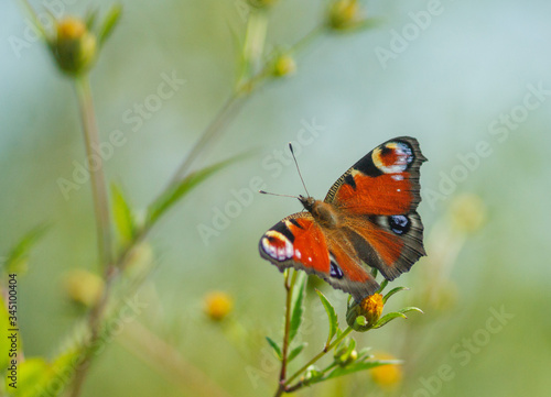 A peacock-eye butterfly sitting on a flower. Blurred background