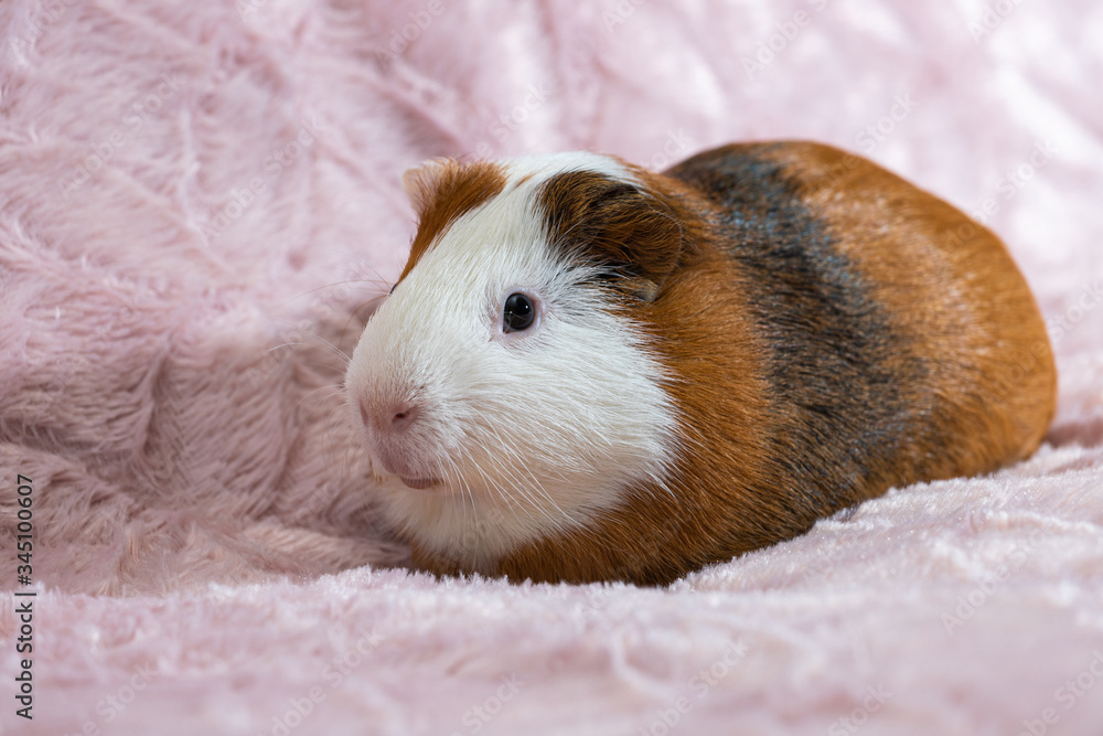 Adorable guinea pig on beautiful pink background Adorable guinea pig on beautiful pink background