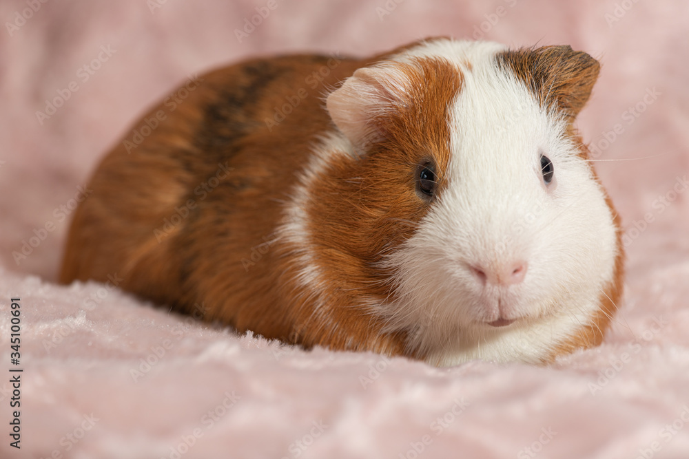 Adorable guinea pig on beautiful pink background Adorable guinea pig on beautiful pink background