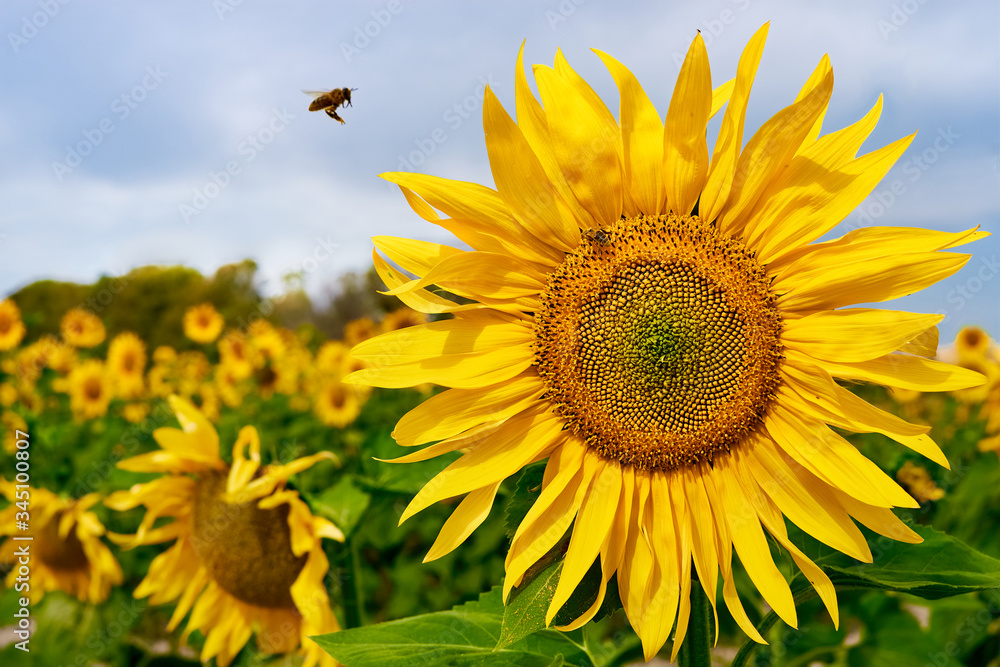 Naklejka premium sunflower in the field