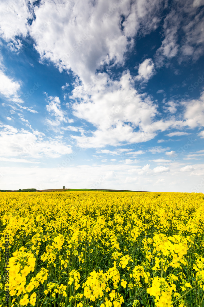 Rape Fields and Blue Sky with Clouds. Rapeseed Plantation Blooming
