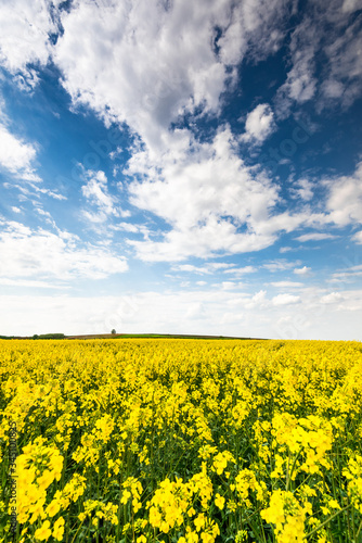 Rape Fields and Blue Sky with Clouds. Rapeseed Plantation Blooming