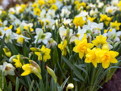 Amazing blooming colorful narcissus pattern in the park outdoor. Nature, flowers, spring, gardening concept 