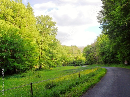 Fotografía del paisaje de un camino solitario entre arboles y un prado verde con el cielo abierto en el fondo con nubes grises