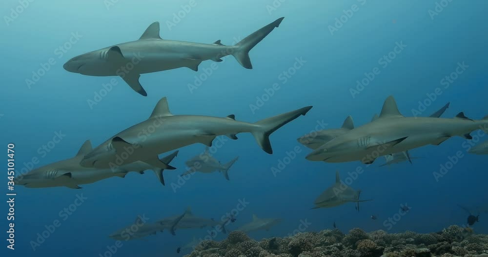 Underwater view of a group of sharks in the Pacific Ocean. Marine life with grey sharks swimming near coral reef in the Sea. Diving in the clear water - 4K Underwater view of a group of sharks in the Pacific Ocean. Marine life with grey sharks swimming near coral reef in the Sea. Diving in the clear water - 4K