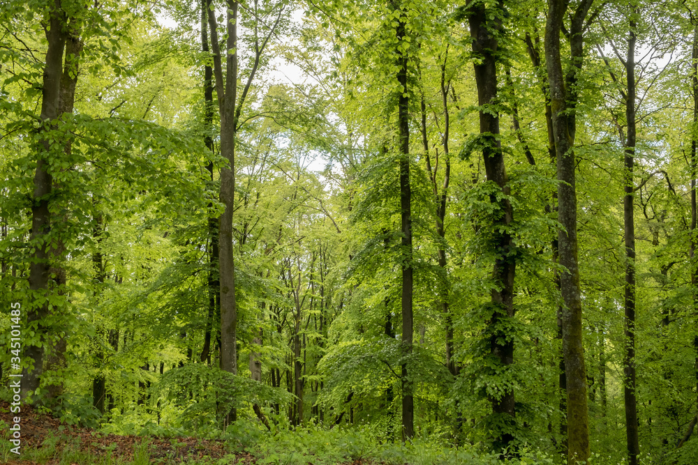 Frühling, wald, bäume, grün, laub, buchen