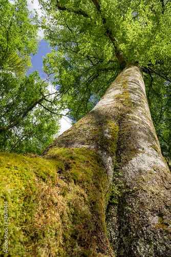 Wallpaper Mural Baumstamm, stamm, buche, alter Baum, buchenwald, frühling, laub Torontodigital.ca