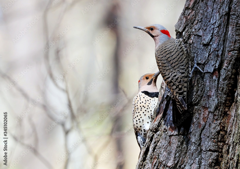 The northern flicker on spring in Wisconsin state park.
The northern flicker on spring in Wisconsin state park.