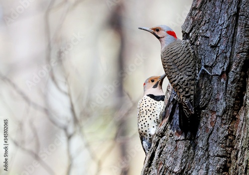 Картината върху платно The northern flicker on spring in Wisconsin state park.