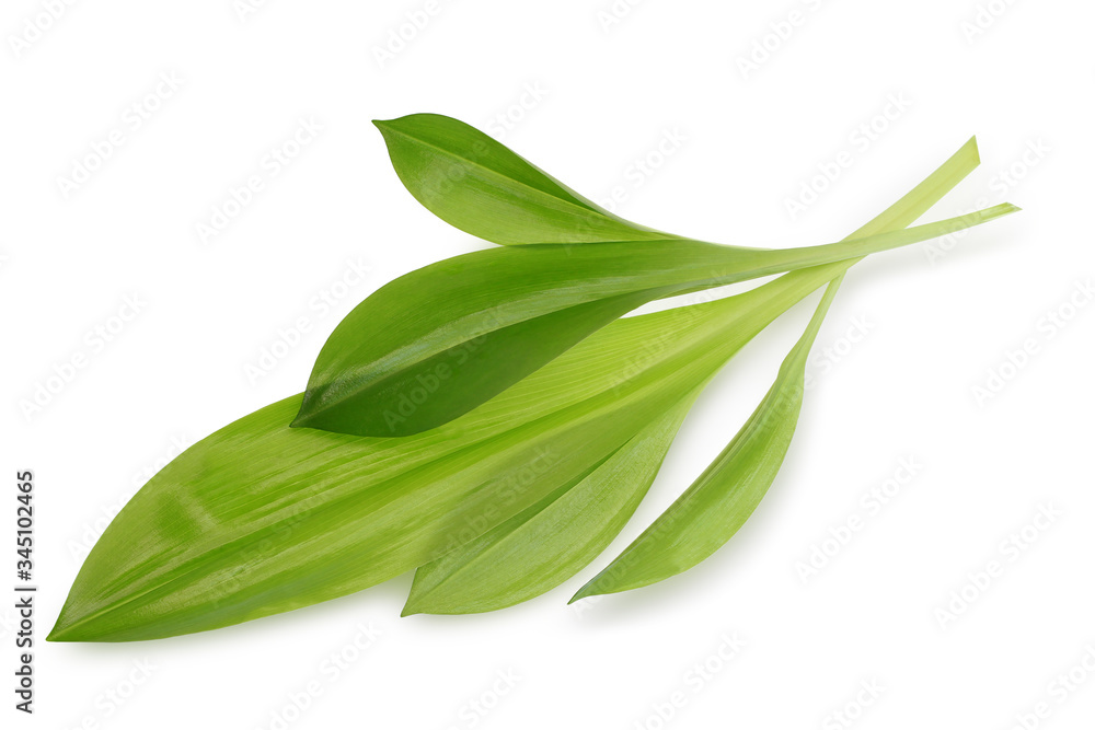 Green leaves isolated on white background this has clipping path. Green leaves isolated on white background this has clipping path.