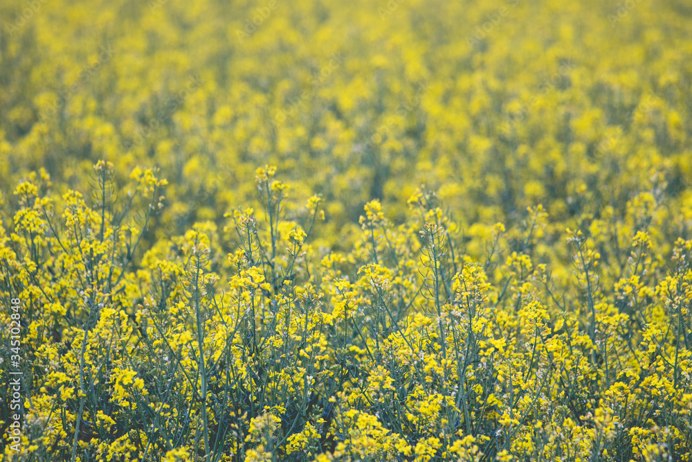 Obraz premium Rapeseed yellow field