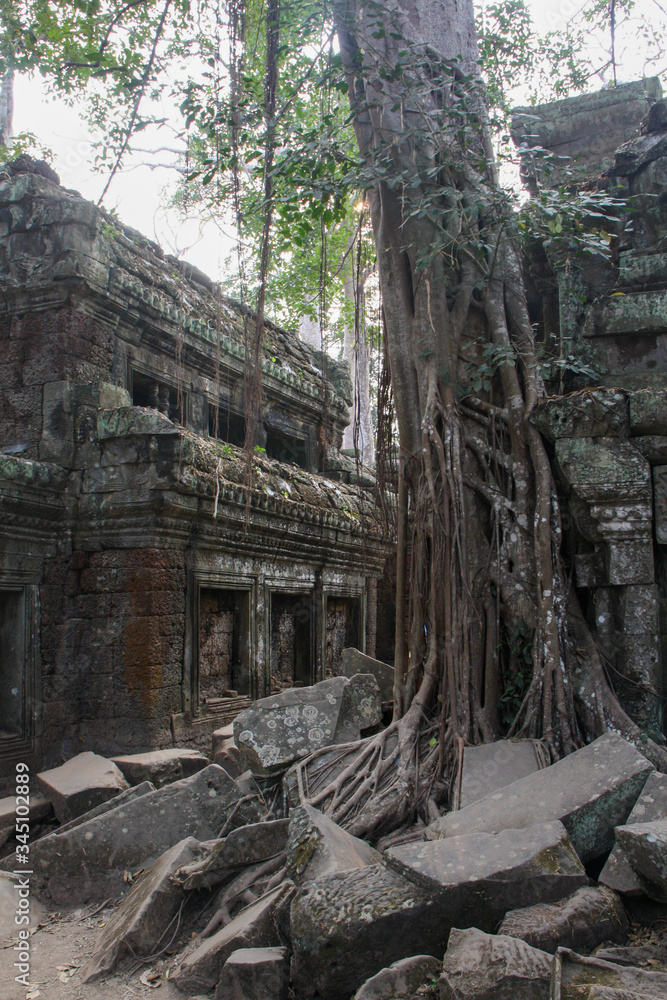 Naklejka premium Old tree at Ta Phrom in Angkor Wat, Cambodia