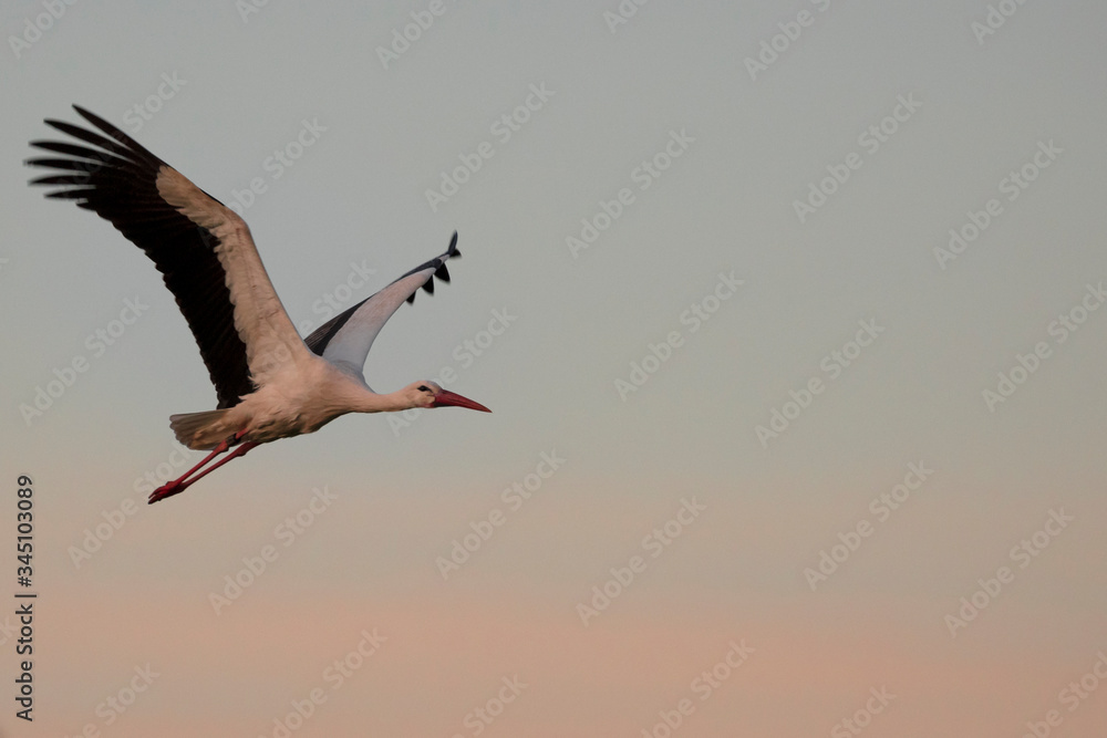 Obraz premium Storch beim Sonnenuntergang