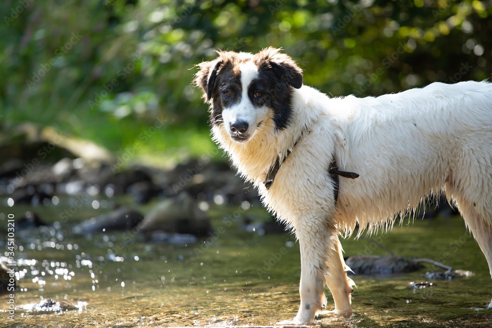 Happy dog in water.