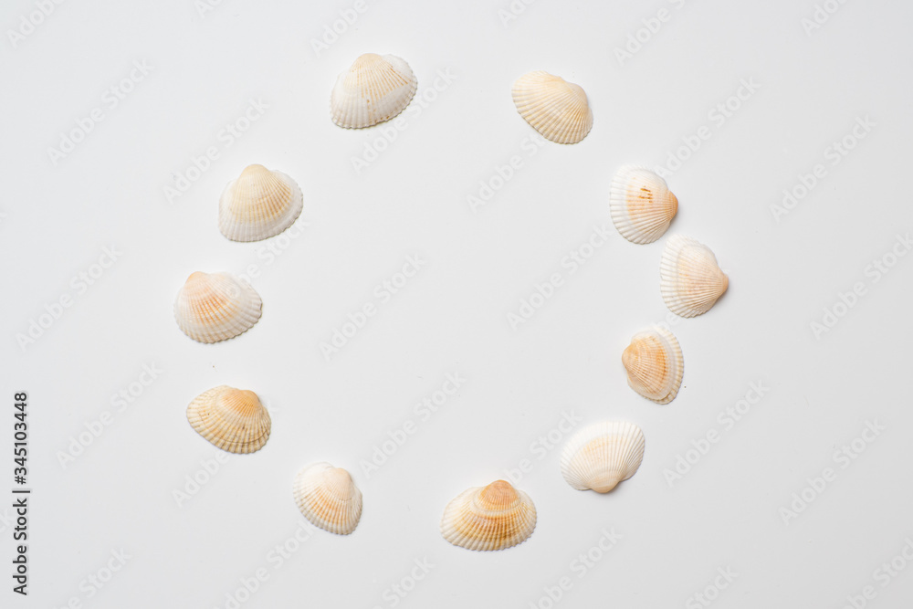 Different seashells on a white background , the concept of holidays by the sea. Different seashells on a white background , the concept of holidays by the sea.