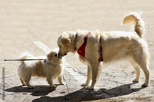 Dog. Two young dogs during meeting. Small pekinese and golden retriever