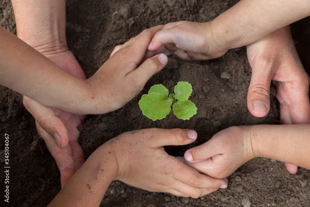 Kid's and grown-up's hands holding a young plant. Kid's and grown-up's hands holding a young plant.