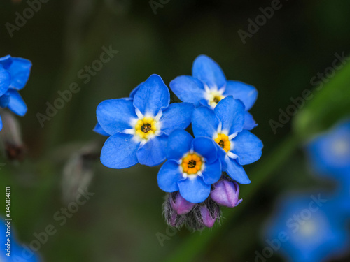 Closeup of the pretty little blue and yellow flowers and buds of forget-me-not, Myosotis © AngieC