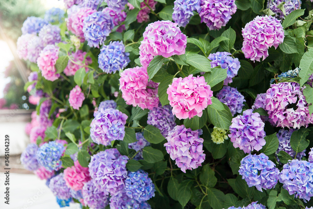 Beautiful hydrangea flowers. Pink, blue, lilac, violet, purple bushes blooming in spring and summer in town street garden at sunset. Beautiful hydrangea flowers. Pink, blue, lilac, violet, purple bushes blooming in spring and summer in town street garden at sunset.