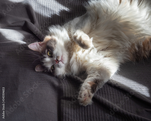 A playful fluffy young cat lies on its back on a sofa