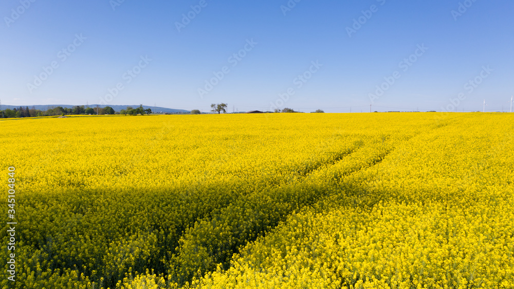 Rapeseed field (Raps) in germany Rapeseed field (Raps) in germany